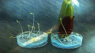 Lacy Phacelia seed germination timelapse [upl. by Cralg593]