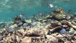 Florida Keys Snorkeling Key West vs Key Largo [upl. by Adnaluy748]