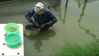 Symbiotic Bangladesh Tilapia Hatchery [upl. by Anasxor671]