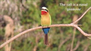 Whitefronted Beeeater calling [upl. by Ydrah]