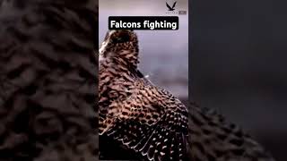 Falcons fighting Short video FalconLover5 [upl. by Romeo]