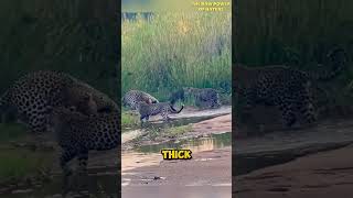 Honey Badger Attacked by 3 Leopards [upl. by Kcirdneh]