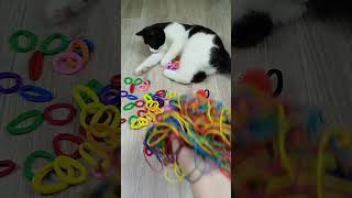 Cat barsik reverse video ASMR cat billi catvideos [upl. by Alad]