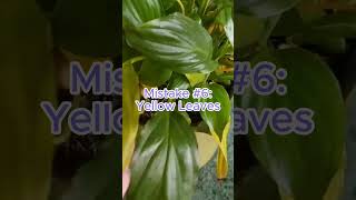 SHORT  10 Mistakes in Growing Peace Lily [upl. by Ahcorb]