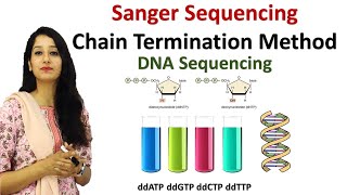 Sanger Sequencing I Chain Termination Method I DNA Sequencing I Techniques [upl. by Fredkin308]