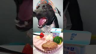 Dog Eats Egg Then THIS Happens dog pets puppy animals [upl. by Corsetti272]