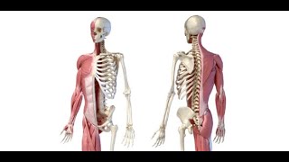 MDCN Approved Musculoskeletal System Examination [upl. by Akeryt]