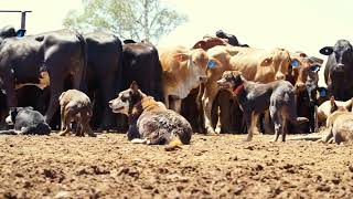 Life In The Australian Outback  Australian Working Kelpies In Action  Muster Dogs [upl. by Aimac47]