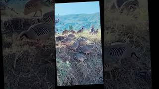 Flock of chukars стая кекликов shorts кыргызстан chukars кеклик mountains горы keklik [upl. by Scandura]