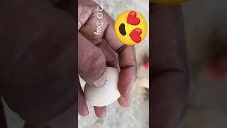 Egg Candling  Chicken Embryo Development shorts [upl. by Dryden207]