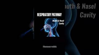 Respiratory Pathway in Human body 🗣️   shoerts pharmacy [upl. by Buckingham556]