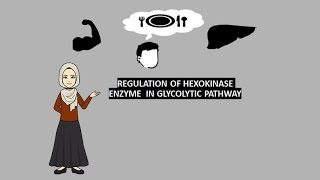 Regulation of hexokinase enzymes in the glycolytic pathway biochemistry regulation glycolysis [upl. by Ahseinar444]