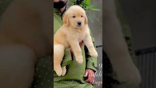 goldenretriever puppiespuppysangfroidkennel [upl. by Ahselyt]