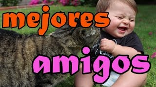 Gatos y bebés mejores amigos Los mejores videos de gatos 2015 Lindos y divertidos [upl. by Modern]