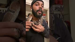 snake bites my neck part 1 ballpython snakebite [upl. by Marb]