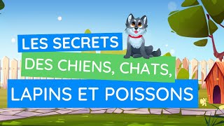 Les animaux domestiques  chiens chats lapins et poissons [upl. by Airdnna833]