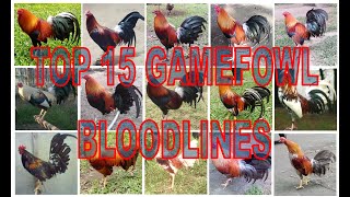 Top Breeds of Gamefowl in the Philippines today [upl. by Leamhsi351]