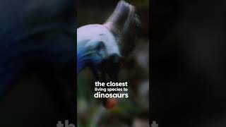 Why Cassowaries are the Most Dangerous Bird on the Planet shorts animalplanet [upl. by Anivol183]