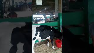 Cass County Fair Logansport Cattle Barn [upl. by Elleved244]