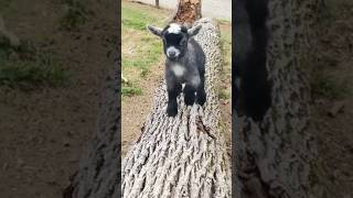 BABY Pygmy goats are the bast Runnin pilgor goatimulaor goat [upl. by Royal]