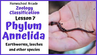 What are Annelids  Phylum Annelida [upl. by Iy939]