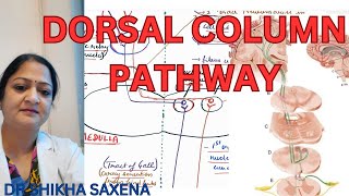 Dorsal column pathway medial lemniscus pathway Gall and Burdach pathway [upl. by Dumm]