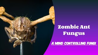 Zombie Ant Fungus  Animal Planet  Discovery  Wildlife Facts  A Mind Controlling Fungus [upl. by Dorisa]