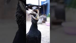 great cormorant eats the whole fish instantly [upl. by Brigette518]