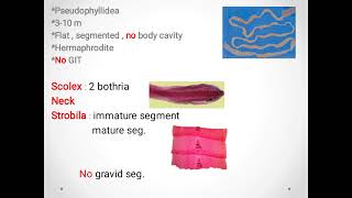 Diphyllobothrium Latumbroad fish tapeworm ديدان السمك الشريطية [upl. by Nomal]