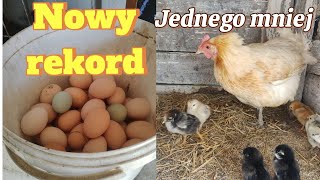 214 Spacer po ulewie na ranczu 💦 w piwnicy woda 💦 nowy rekord jajek 🥚 jeden kurczaczek padł 🐥 [upl. by Meyer]