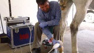 Equine Shock Wave Therapy [upl. by Cohette]