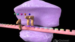 Inhibitors of protein synthesis [upl. by Ibok804]