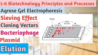 L6BiotechnologyPrinciples and ProcessesGel ElectrophoresisCloning VectorsPlasmidBacteriophage [upl. by Vevay364]