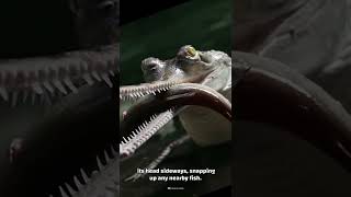 Gharials Are One of the Strangest and Rarest Crocodiles on Earth Shorts [upl. by Ambur]