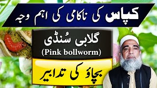 Strategy to control Pink bollworm in Cotton  Crop Reformer [upl. by Harihat]