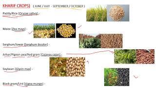 KHARIF AND RABI CROPS [upl. by Michelsen]