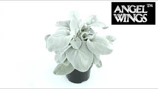 Senecio Angel Wings by Concept Plants [upl. by Dow]