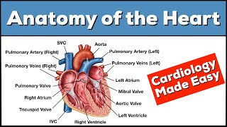 Anatomy of the Heart Structures and Blood Flow Cardiology Made Easy [upl. by Adriaens]