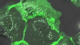 MDCK Cells Make Contact ECadherin GFP [upl. by Randell]