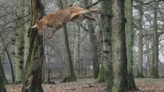 The flying lions of Longleat Safari Park [upl. by Tapes722]