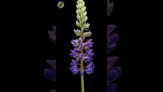 Lupin flower blossoms opening  time lapse [upl. by Uriisa]