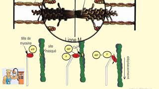 mécanisme de la contraction musculaire [upl. by Thisbee949]