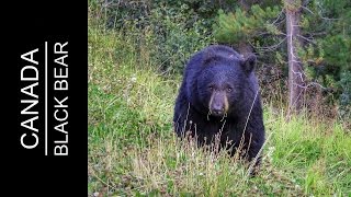 Schwarzbär  Black Bear am Heckman Pass nach Bella Coola  Canada Dangerous Road Hwy 20  The Hill [upl. by Oakleil]