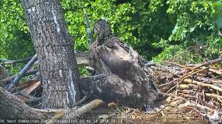 AEF DC Eagle Cam 62518 Week in Review June 1016 2018 [upl. by Diley]