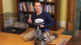 Dog rules of tug  teach drop [upl. by Nalim]