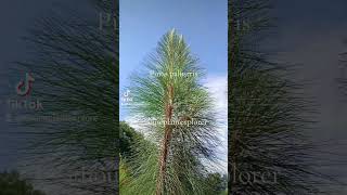 Pinus palustris Plantentuinmerksplas [upl. by Grew]