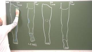 MI12  Espaces superficiels du membre inférieur Superficial fascia of the lower limb [upl. by Paluas]