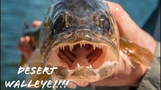 This Technique Destroys High Desert Wyoming Walleye [upl. by Curtice642]