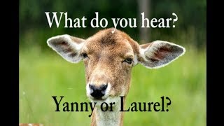 Yanny vs Laurel  Original Clip  2 pitchshifted versions [upl. by Nerol939]