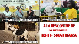 ELEVAGE  A LA RENCONTRE DE LA BERGERIE BELE SANDIARA [upl. by Anir]